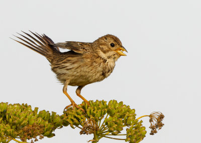 Corn Bunting