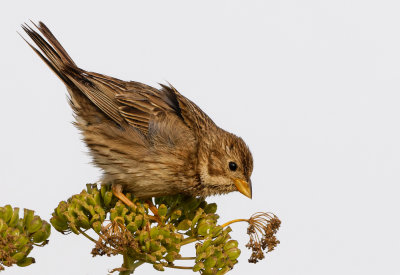 Corn Bunting