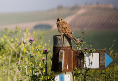 Common Kestrel