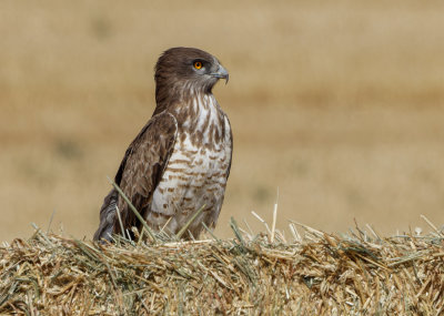 Short Toed Eagle