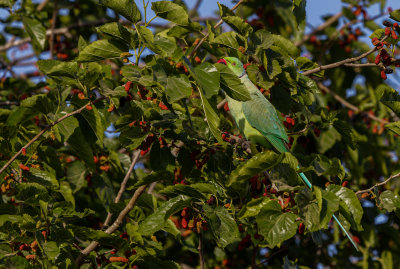 Rose-ringed Parakeet