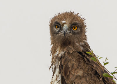 Short Toed Eagle