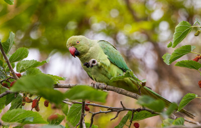 Rose-ringed Parakeet