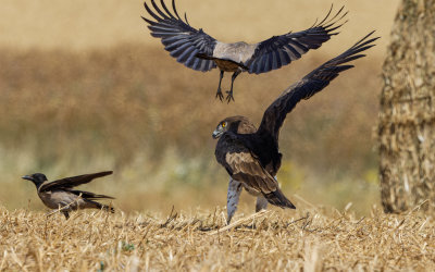 Short Toed Eagle