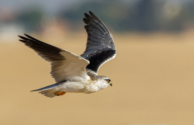 Black-winged kite