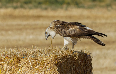 Short Toed Eagle