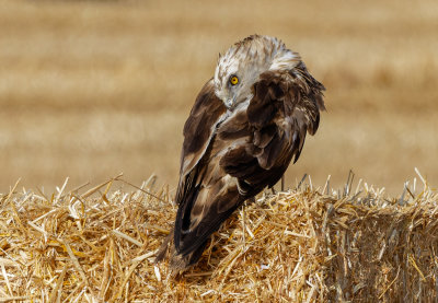 Short Toed Eagle