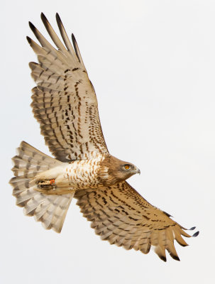 Short Toed Eagle