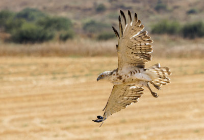 Short Toed Eagle