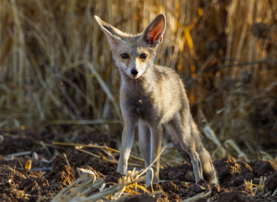  Red Fox