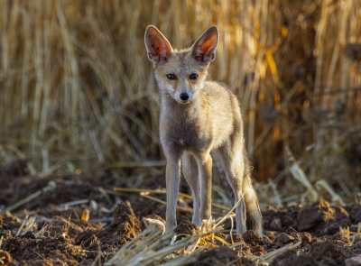  Red Fox