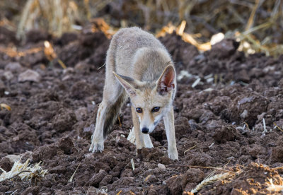  Red Fox