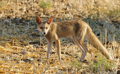  Red Fox