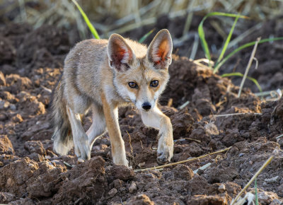  Red Fox