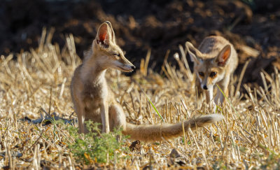  Red Fox