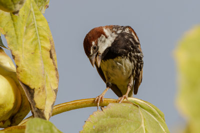 Spanish Sparrow