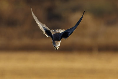 Black-winged kite