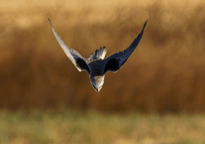 Black-winged kite