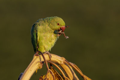 Rose-ringed Parakeet