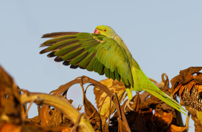 Rose-ringed Parakeet
