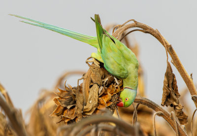Rose-ringed Parakeet