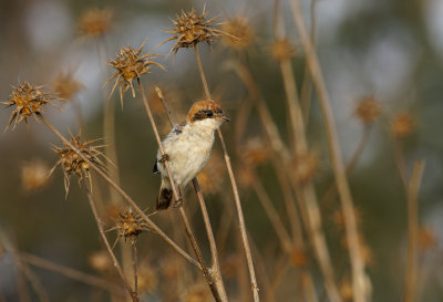 Woodchat Shrike