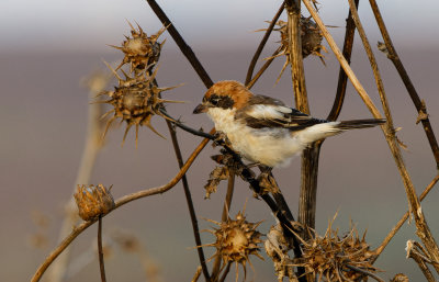 Woodchat Shrike