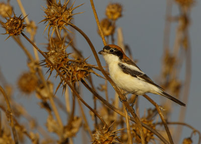 Woodchat Shrike