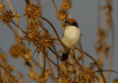 Woodchat Shrike