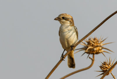 Woodchat Shrike