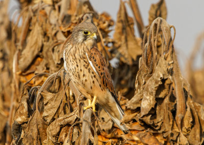 Common Kestrel