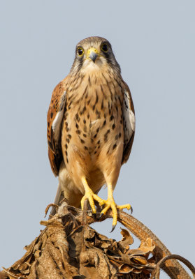 Common Kestrel