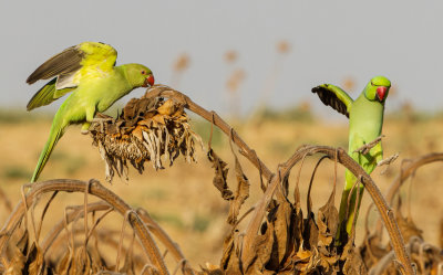 Rose-ringed Parakeet