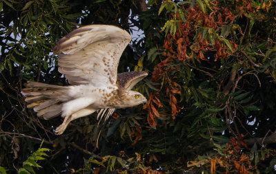 Short Toed Eagle