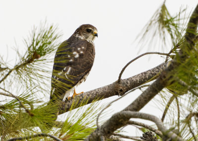 Levant Sparrowhawk נץ קצר אצבעות