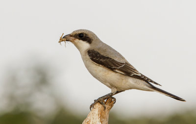 Lesser Grey Shrike