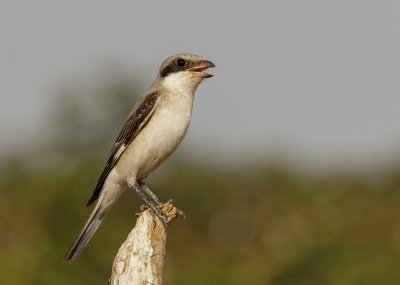 Lesser Grey Shrike