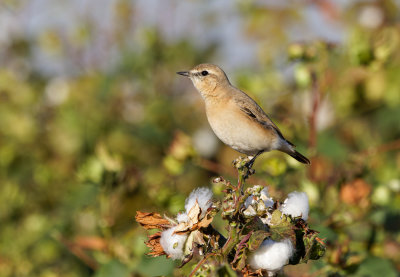 Northern Wheatear