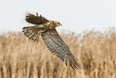 Short Toed Eagle 2020-2022 חוויאי