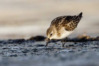Little Stint