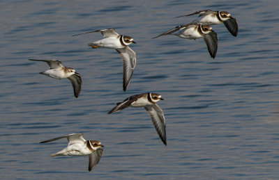 Common Ringed Plover + Little Stint