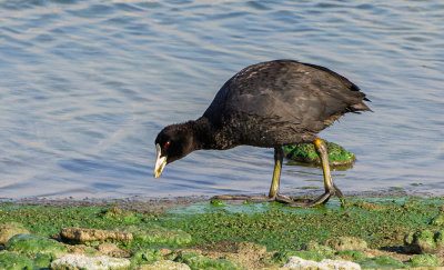 Common Coot