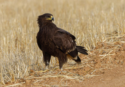 Greater Spotted Eagle