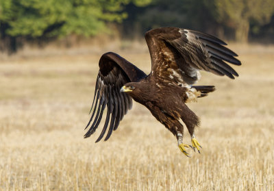 Greater Spotted Eagle