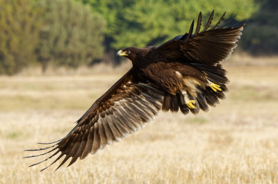 Greater Spotted Eagle         עיט צפרדעים.