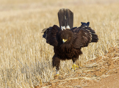 Greater Spotted Eagle