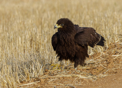 Greater Spotted Eagle