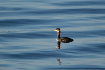 Red-Necked Grebe