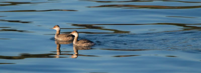 Eared Grebe