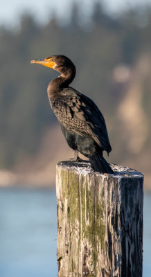 Cormorant